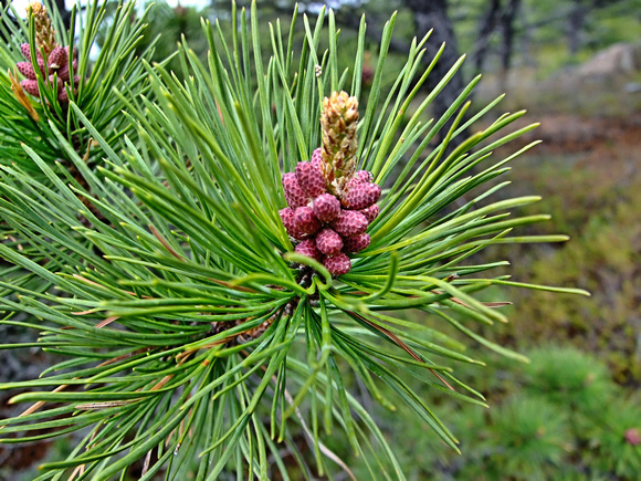 Pitch Pine cone